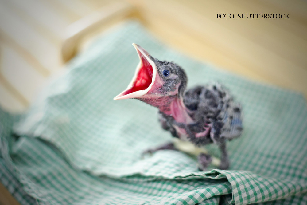 Pasarile mici, noua tinta a braconierilor. "Metoda cleiului" le poate aduce pana la 3 ani de inchisoare