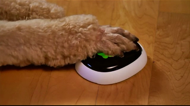 gadgeturi animale