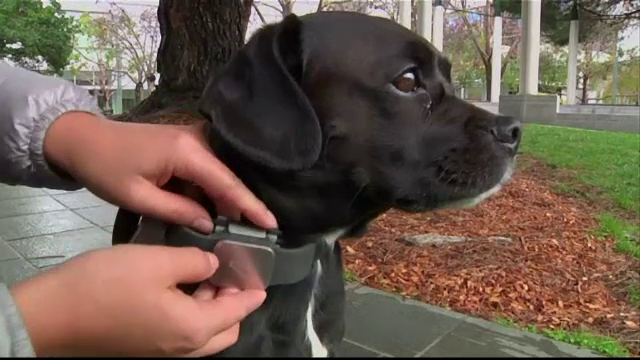 gadgeturi animale