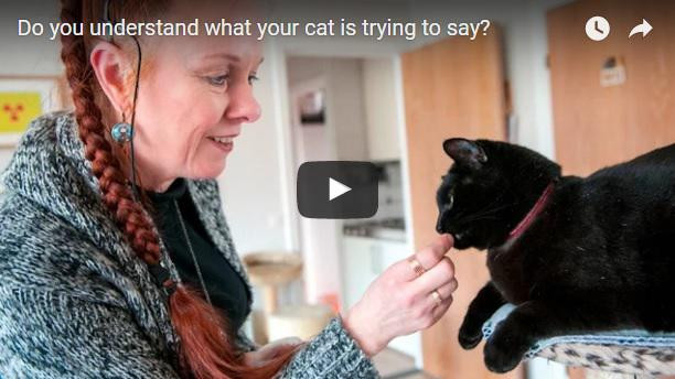 VIDEO Oamenii de stiinta suedezi incearca sa desluseasca limbajul pisicilor