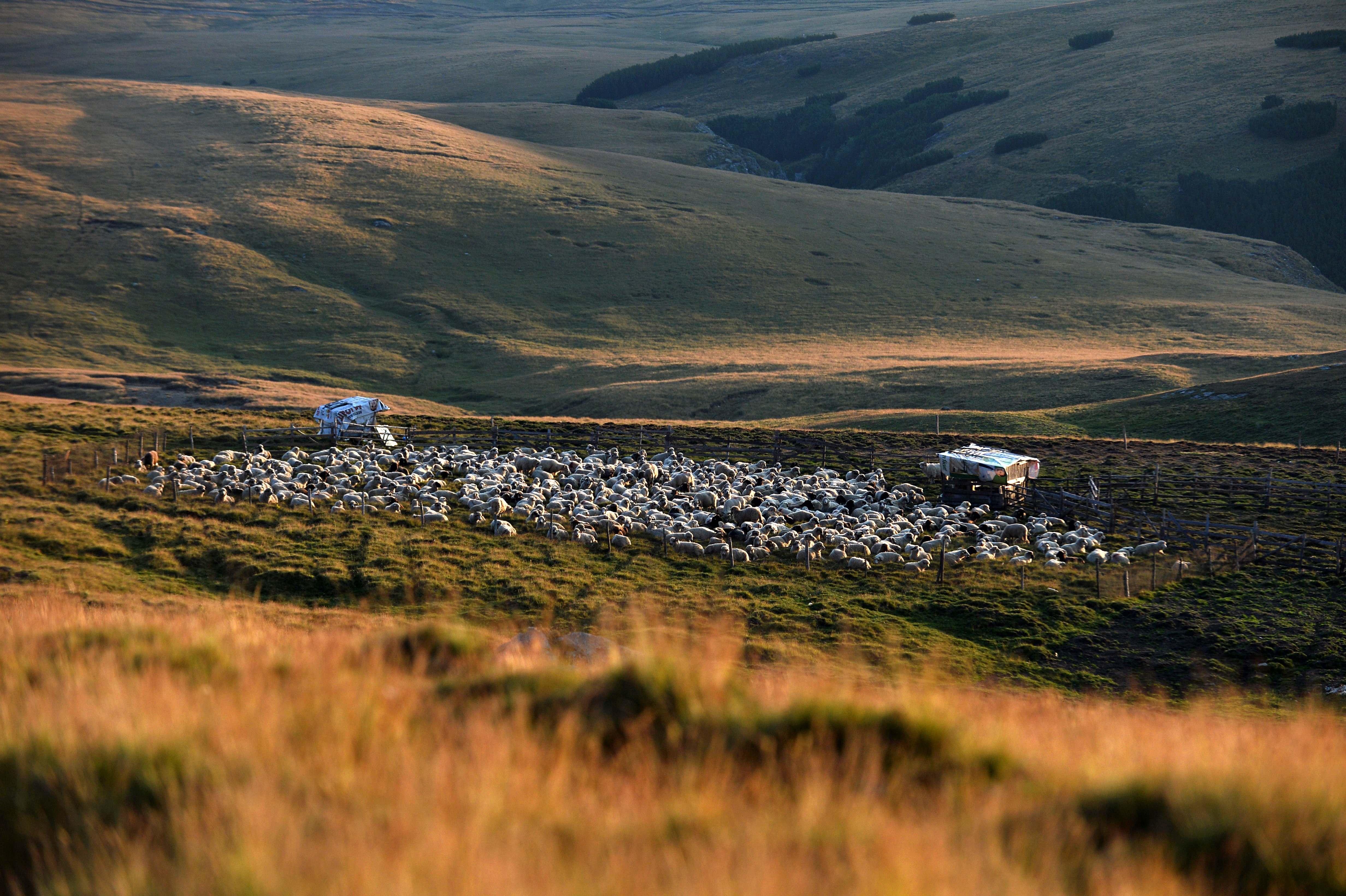 Un copil de 9 ani a fost descoperit mort langa o stana din Mures, cu muscaturi de caini pe corp. Ce suspecteaza politia