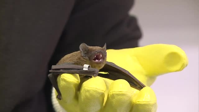 80 de lilieci au fost eliberati in Gradina Botanica. Singurele mamifere zburatoare care aduc beneficii uriase mediului