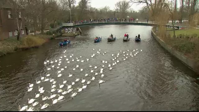Spectacol uimitor pe lacul Alster, din Hamburg. 120 de lebede, simbol al orasului, au vestit sosirea primaverii