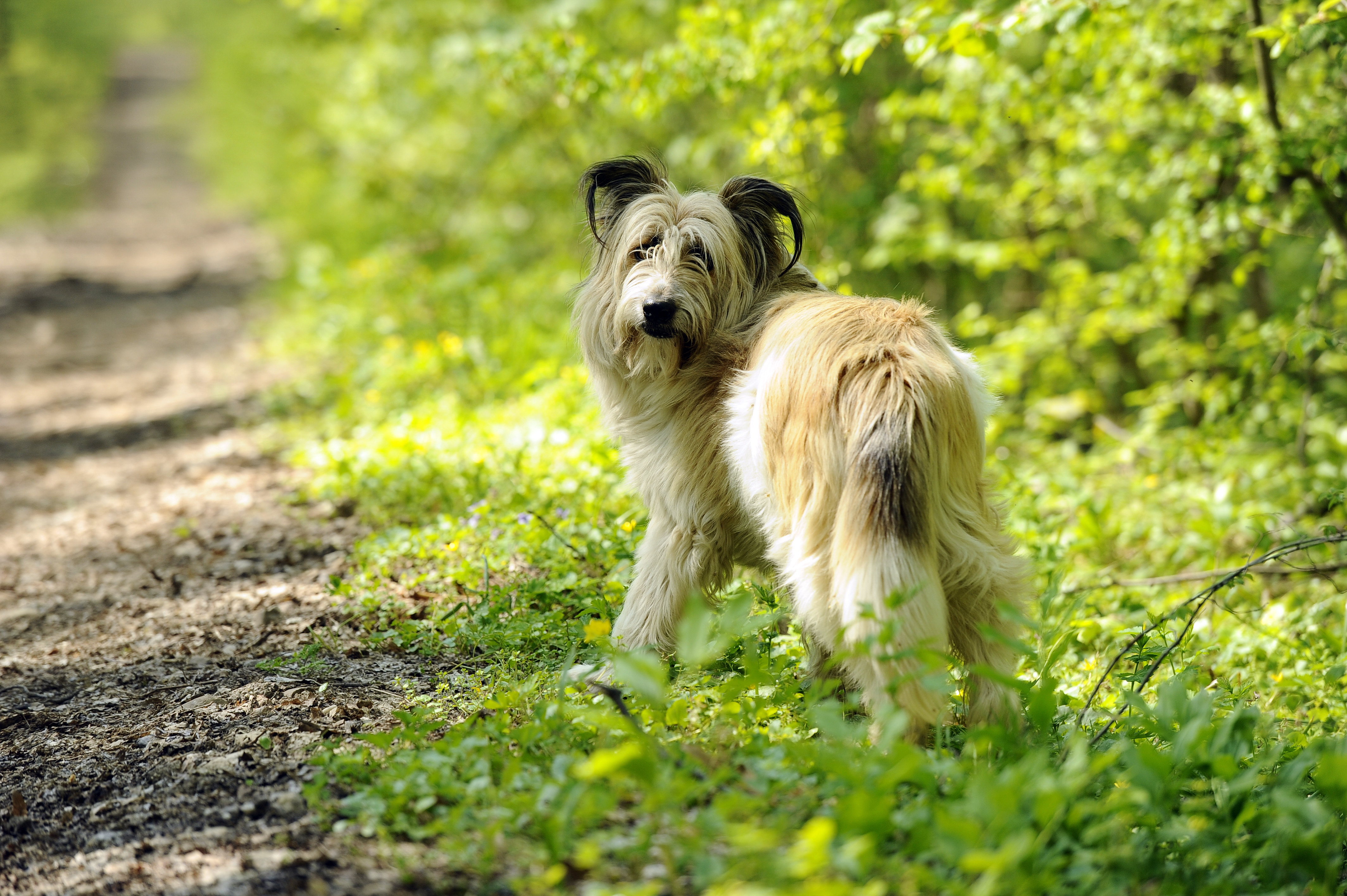Riscurile la care te expui daca intri incaltat in casa. Bolile transmise de cainii fara stapani