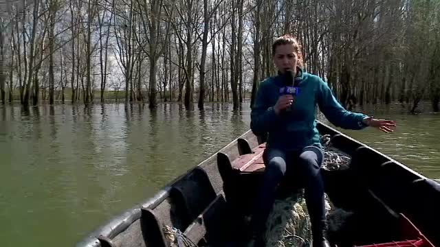 COD PORTOCALIU de inundatii pe Dunare: Padurea din Harsova prin care te poti plimba cu barca. Ce alte zone sunt amenintate