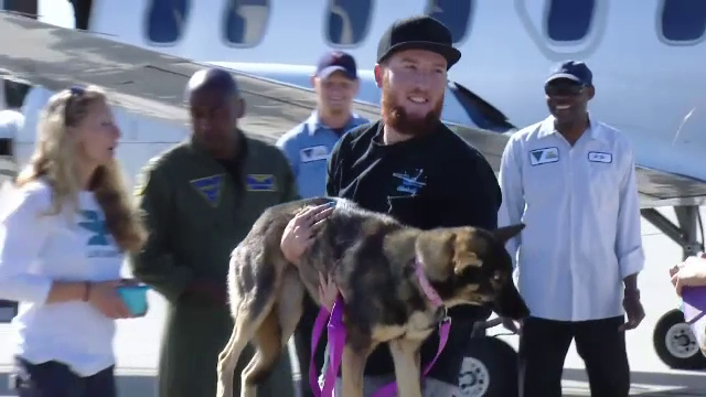 Soarta norocoasa a unei cateluse care a cazut in apele Oceanului Pacific. Prin ce aventura a trecut pentru a reveni acasa