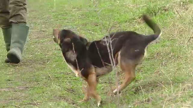 Ampla ancheta in Mures, dupa ce un copil de noua ani a murit sfasiat de cainii de la o stana