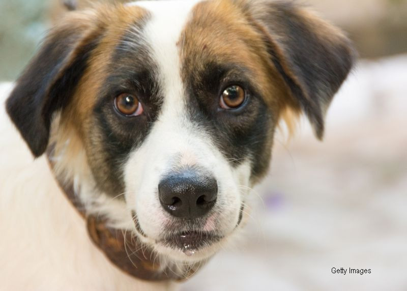 Exemplu de loialitate. Cainele care si-a asteptat stapanul, mort intr-un accident, timp de un an pe marginea drumului