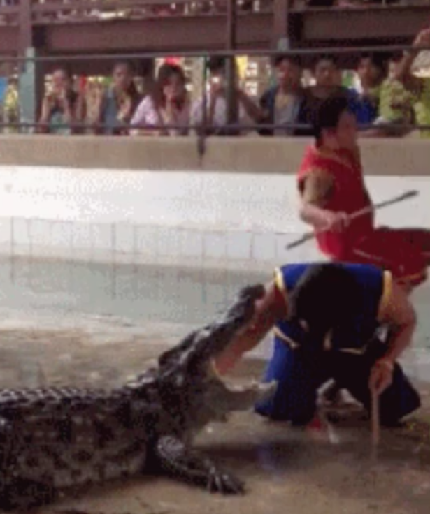 A bagat mana in gura unui crocodil, iar ce a urmat i-a ingrozit pe cei care priveau de pe margine: VIDEO