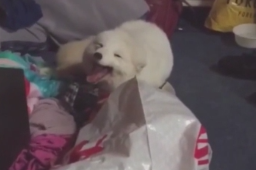 Vulpea care rade a devenit senzatie pe internet. Imaginile care au fost vizionate de 35 de milioane de ori. VIDEO