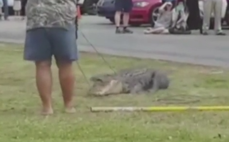 Un aligator de trei metri a ajuns in curtea unei scoli chiar cand elevii plecau acasa. Ce a urmat