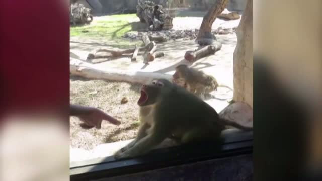 Reactia amuzanta a unui babuin in fata unui truc de magie. Ce face in momentul in care cartonasul dispare