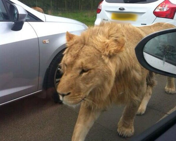 Un leu a ajuns pe strazile capitalei Kenyei. In acest timp, unii incercau sa-si faca selfie-uri cu animalul. VIDEO