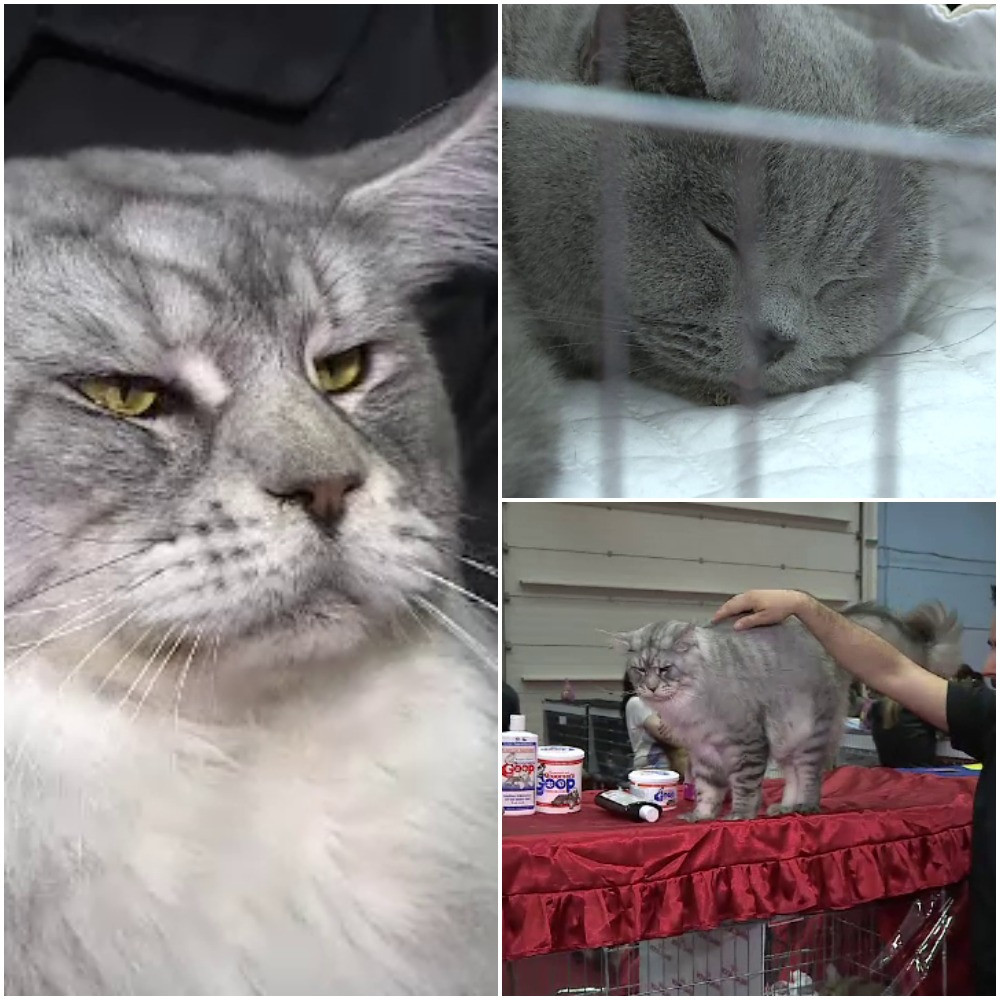 Krom Magnetism, motanul de 10 kg, vedeta la expozitia de feline din Capitala. Rasa prezenta pentru prima data in Romania