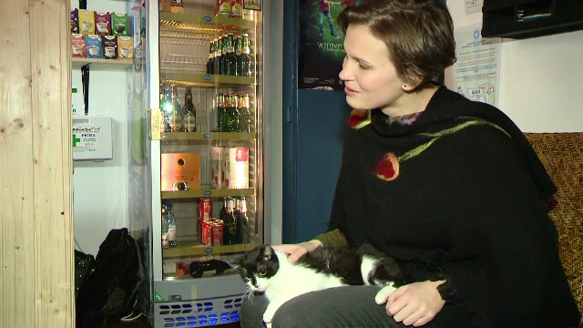 Cafeneaua cu pisici din Timisoara, loc de refugiu pentru felinele in cautare de stapan. "E foarte terapeutic sa vii aici"