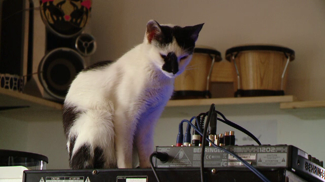 cafenea pisici Timisoara