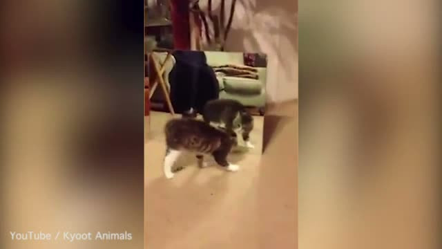 Reactia unei pisicute in momentul in care se vede in oglinda pentru prima data a cucerit internetul