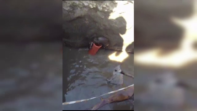 O vidra "pierduta" in canalizarea din Tuzla a fost salvata de pompieri. Cum a reactionat animalul cand i-a vazut