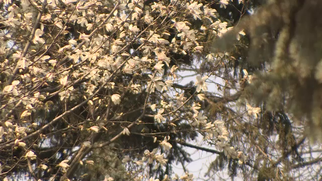 Sezonul care declanseaza alergii pentru unul din 4 romani a venit mai devreme. Avertismentul medicilor in aceasta perioada