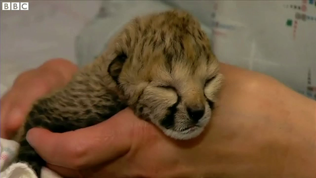 Cinci pui de ghepard, nascuti prematur la Zoo Cincinnati. Ce au facut veterinarii pentru a-i salva