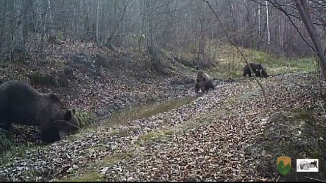 Imagini unice surprinse intr-o padure din Covasna. Specialistii considera evenimentul o mare victorie