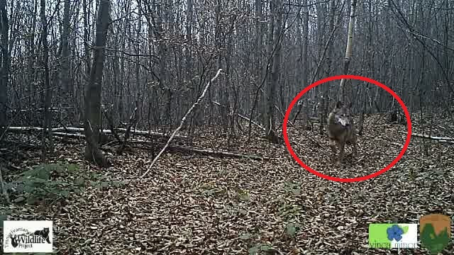 Au montat o camera intr-o padure din Romania. Cand s-au uitat peste imagini, au ramas fara cuvinte. VIDEO