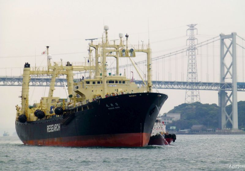 Japonia a vanat 333 de balene in Antarctica, sub pretextul "cercetarilor stiintifice". Care ar fi adevaratul motiv
