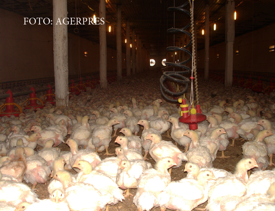 Cum poate un pui sa creasca de la 40 de grame la 2 kg in doar o luna. Pericolul ascuns in banalul snitel