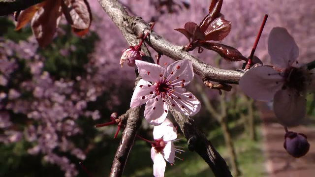 Spectacol feeric al naturii la Timisoara. Ciresii infloriti au scos in parcuri o gramada de localnici si turisti