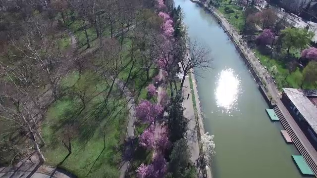 ciresi infloriti