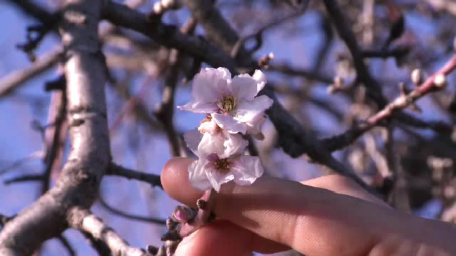 Parcurile au fost pline, dupa ce primavara a revenit in forta. Orasul unde autoritatile au plantat ciresi japonezi