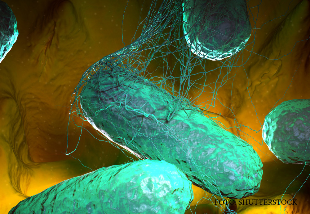 O boala disparuta din Romania acum 30 de ani, semnalata la Cluj. Totul ar fi inceput de la o excursie intr-o tara exotica