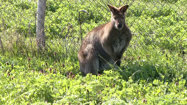 Un cangur a murit la o grădină zoologică, după ce vizitatorii au aruncat cu pietre în el
