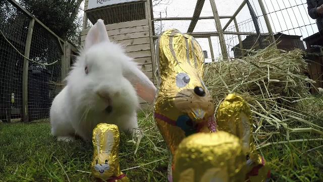 1.000 de lire pentru refacerea danturii unui iepure. "In jur de 80% din iepurii cumparati cadou de Paste sunt abandonati"