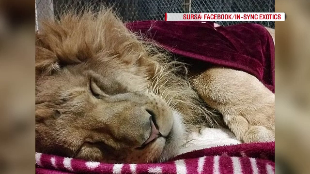 Un leu dintr-o rezervatie, abandonat de familie, a facut o pasiune pentru paturi. Imaginile cu care face senzatie pe internet