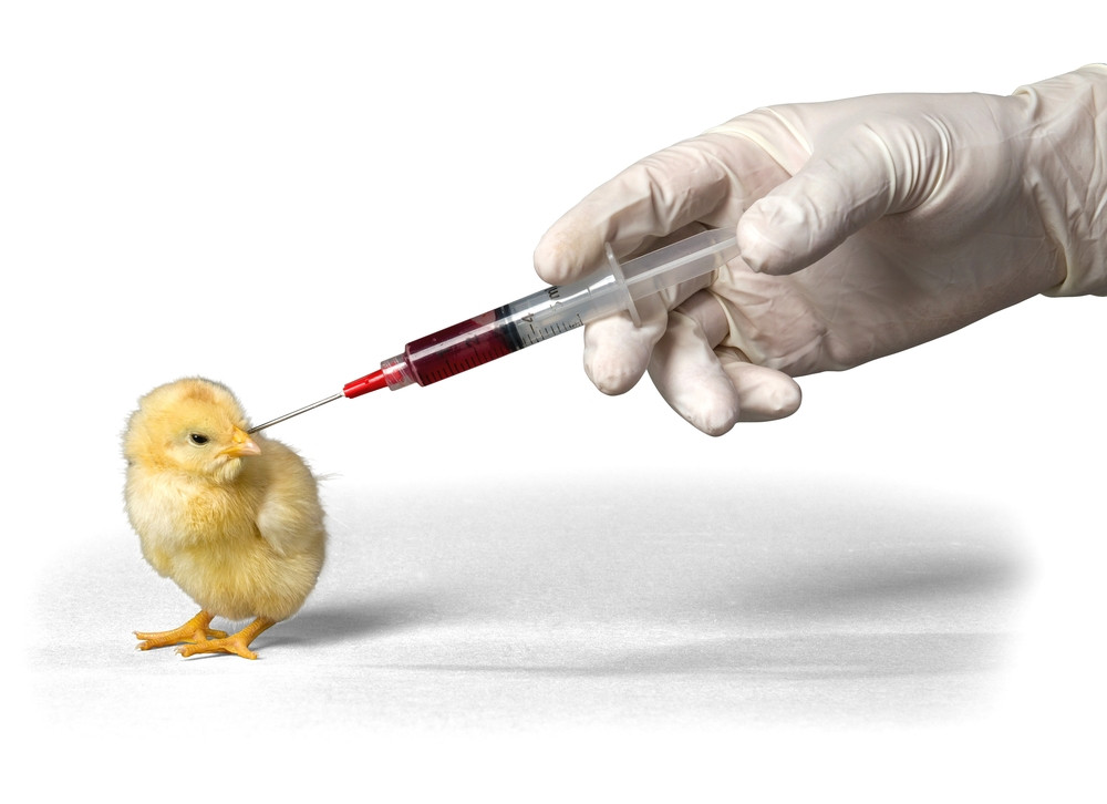 Amenintarea uriasa pe care OMS o anunta mai periculoasa decat cancerul. Efectele antibioticelor date animalelor si pasarilor