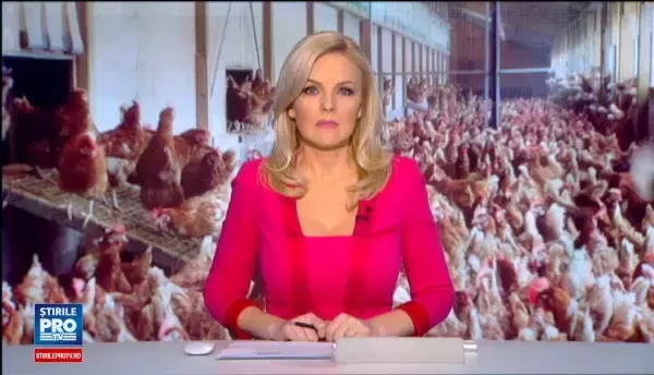 Amenintarea uriasa pe care OMS o anunta mai periculoasa decat cancerul. Efectele antibioticelor date animalelor si pasarilor