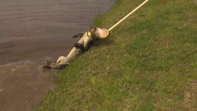 Un aligator de doi metri "s-a mutat" intr-un cartier rezidential din Houston. Prin ce metoda a fost prins