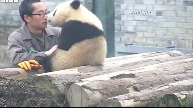 Cum invata un ursulet panda sa isi faca un selfie. Imaginile au cucerit internetul