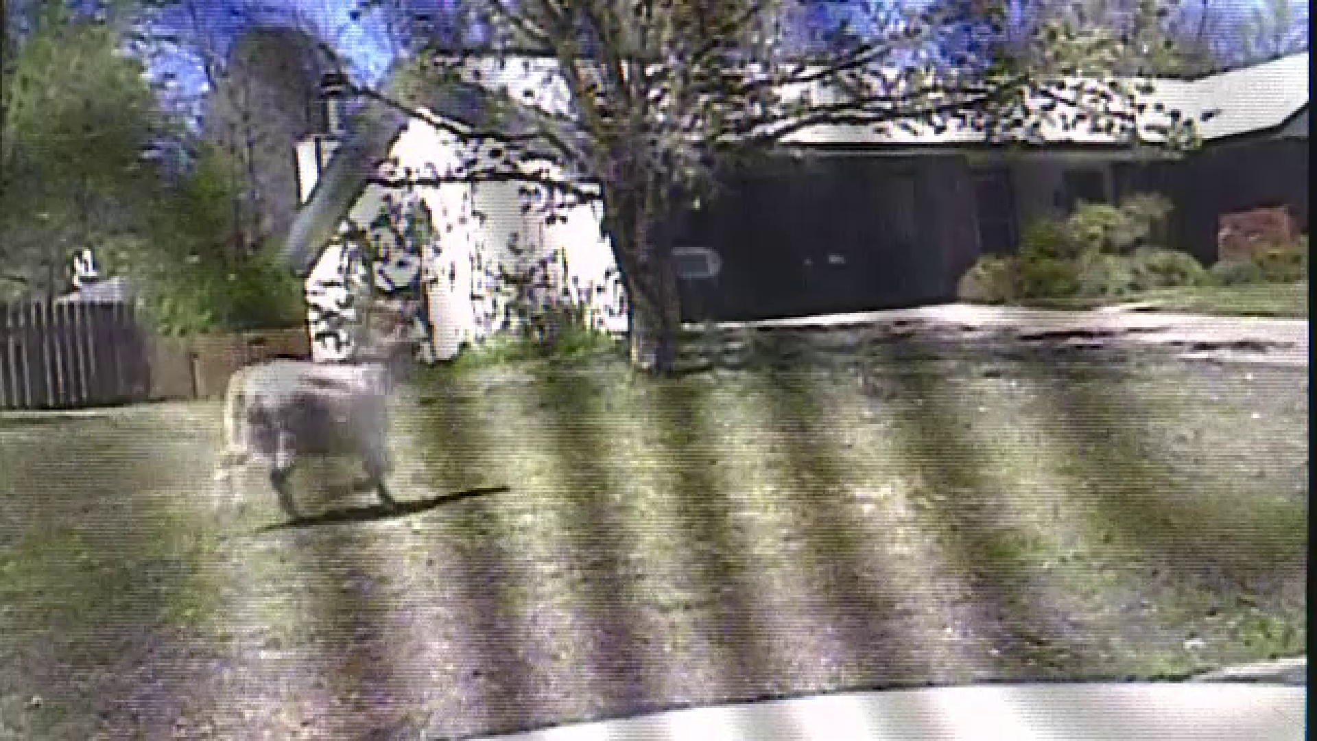 Magar care a evadat de la o ferma, urmarit ore in sir de politisti. Localnicii au crezut ca e cautat un infractor periculos