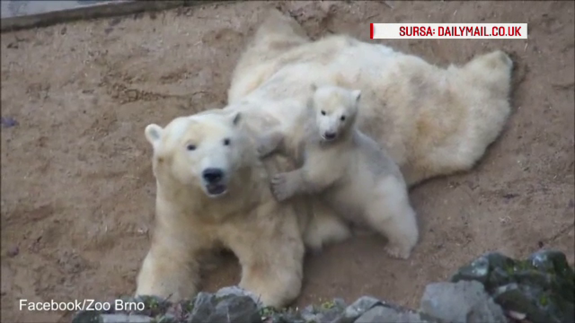 Imagini induiosatoare cu un ursulet polar care incearca prin orice mijloc sa ii atraga atentia mamei sale. VIDEO