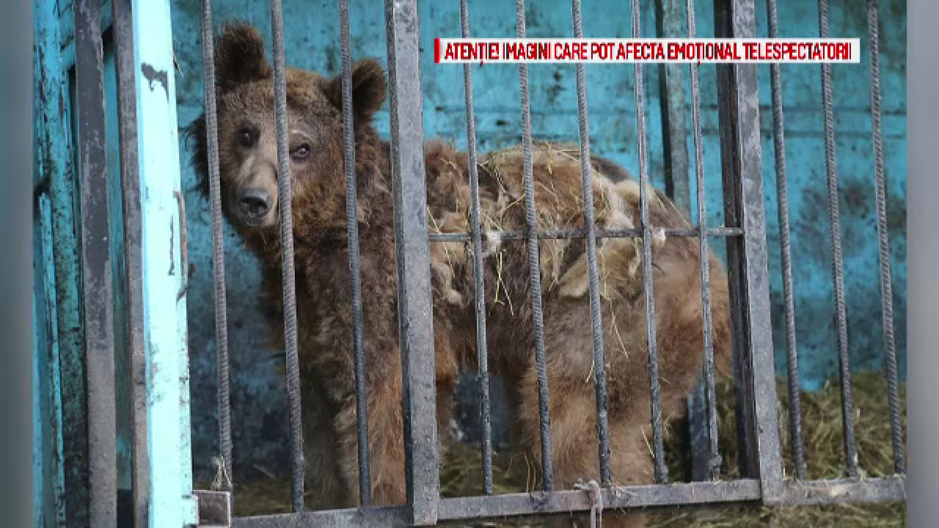 Salvati dupa ce au fost chinuiti toata viata de un miliardar excentric. Masa si Grisa au ajuns in Rezervatia de la Zarnesti