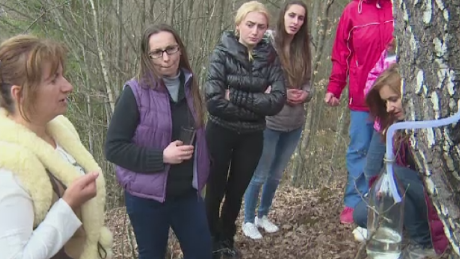 Seva de mesteacan, licoarea plina de vitamine si minerale, colectata direct din tulpina. Beneficiile sale pentru organism