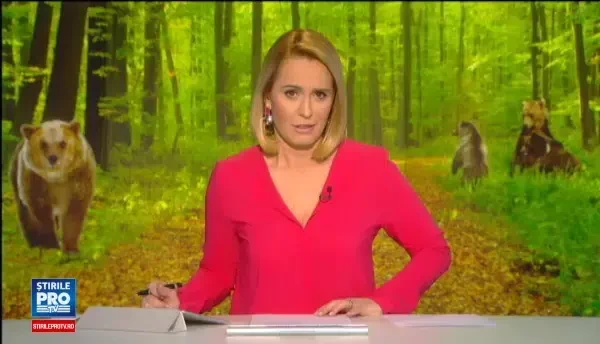 Salvati dupa ce au fost chinuiti toata viata de un miliardar excentric. Masa si Grisa au ajuns in Rezervatia de la Zarnesti