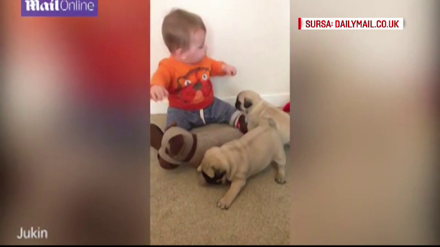 Trei catelusi cauta atentia unui bebelus, insa acesta prefera... un caine de plus. Imagini amuzante filmate de mama copilului