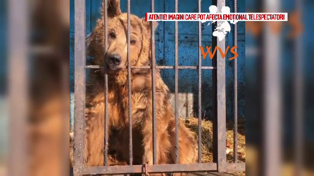 Masa si Grisa, cei doi ursi salvati de la moarte, au ajuns in rezervatia din Zarnesti. Cat cantareau cand au fost gasiti