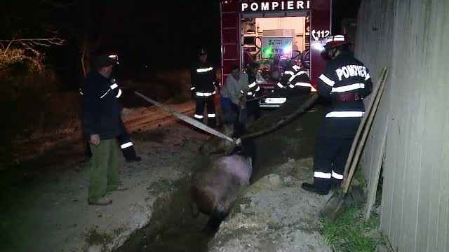 Un cal cazut intr-un sant plin cu apa a dat batai de cap pompierilor din Cluj. Proprietarul animalului n-a observat capcana