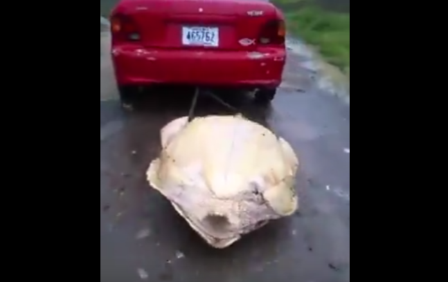 Au legat o testoasa si au tarat-o cu masina, apoi au ucis-o cu cruzime si au filmat totul. Ce risca tinerii. VIDEO