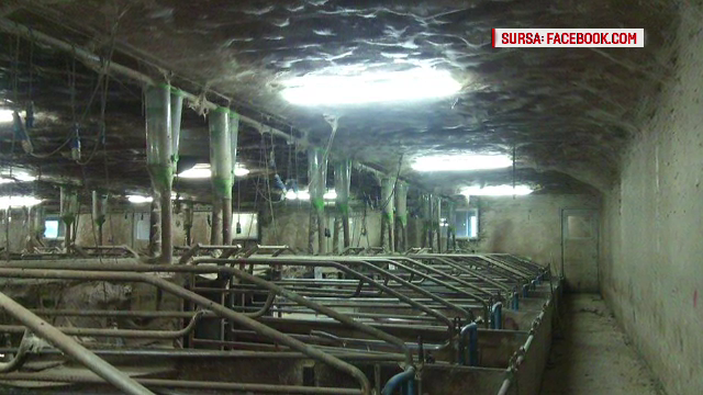 Umilintele prin care trec romanii plecati sa lucreze in fermele din strainatate. Ce indura pentru 1000 de euro/luna