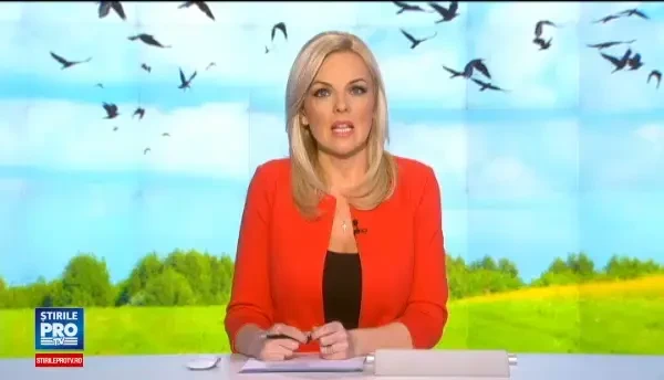 O specie de ciori, pusa in pericol in Targu Mures. Cuiburi intregi au fost distruse dupa ce locuitorii s-au plans de zgomot